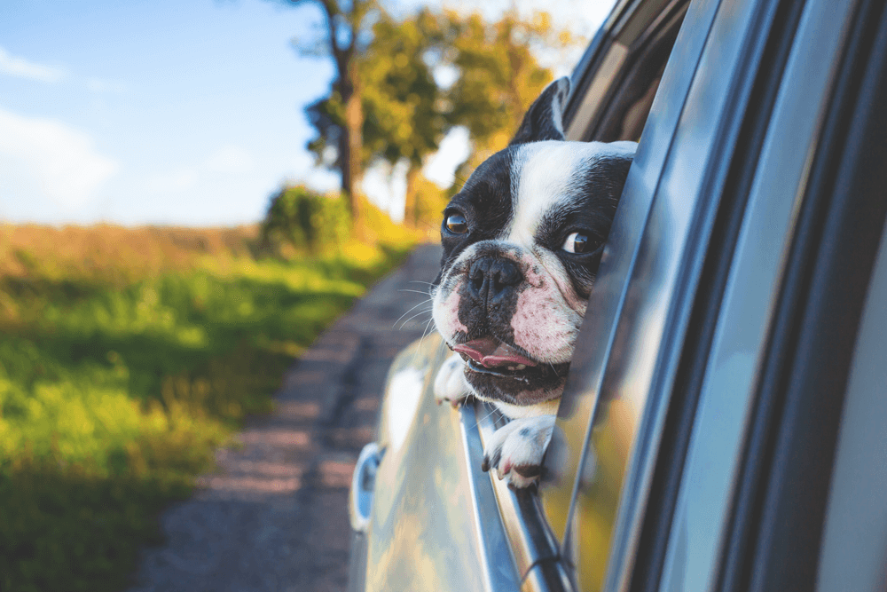 Tips For Holiday Traveling With Pets | ER Autocare